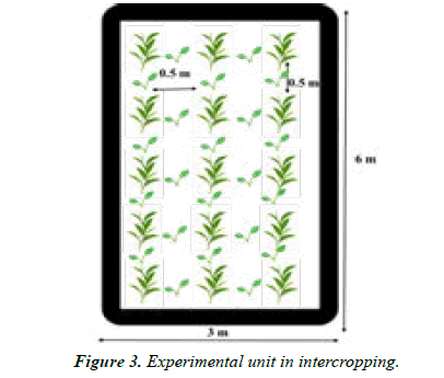agricultural-science-intercropping
