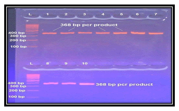 rna-genomics-agarose