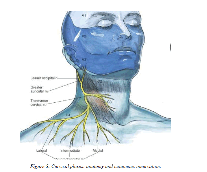Anesthesiology-Clinical-innervation
