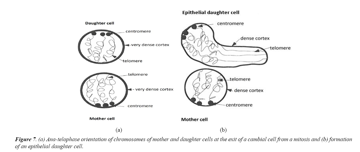 aging-geriatric-psychiatry-chromosomes
