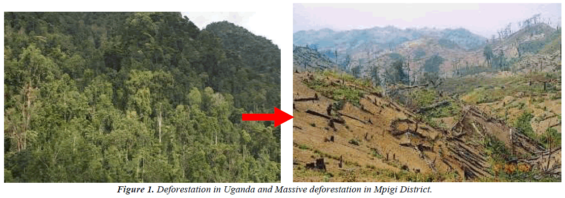 two effects of deforestation