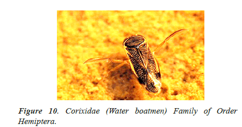 Journal-Pure-Corixidae