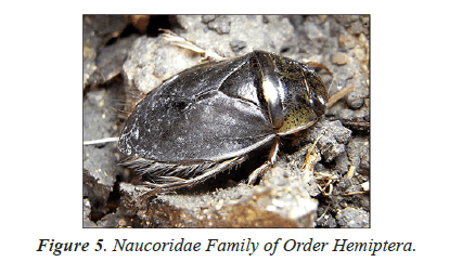 Journal-Pure-Naucoridae