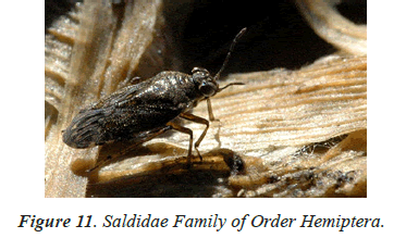 Journal-Pure-Saldidae