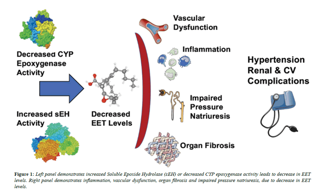 cardiovascular-thoracic-surgery-CYP-epoxygenase