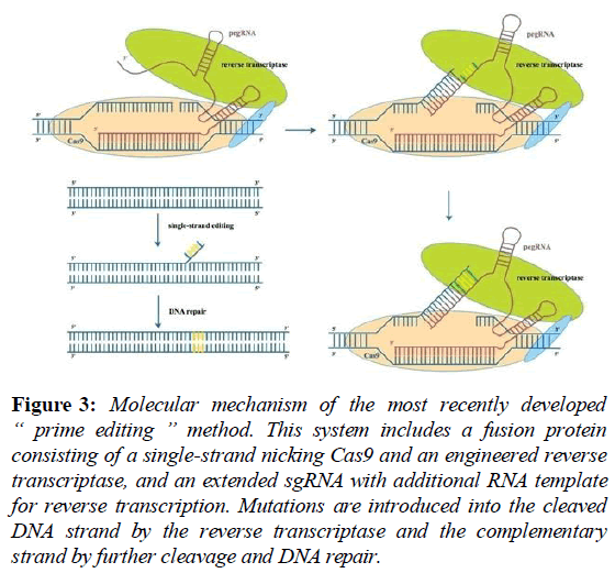 current-cardiology-fusion