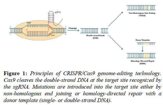 current-cardiology-strand