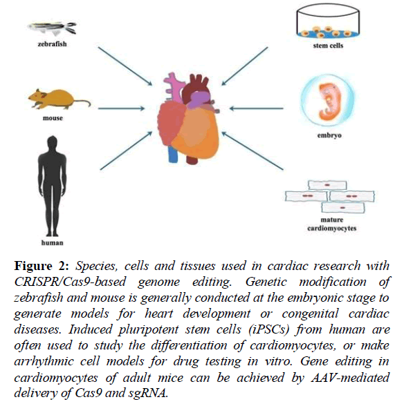 current-cardiology-tissues