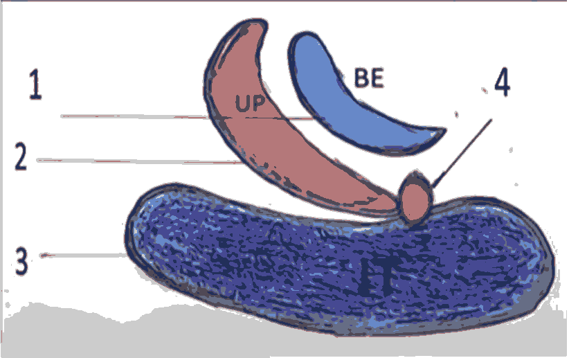 current-pediatric-lamina