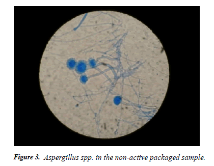 Aspergillus