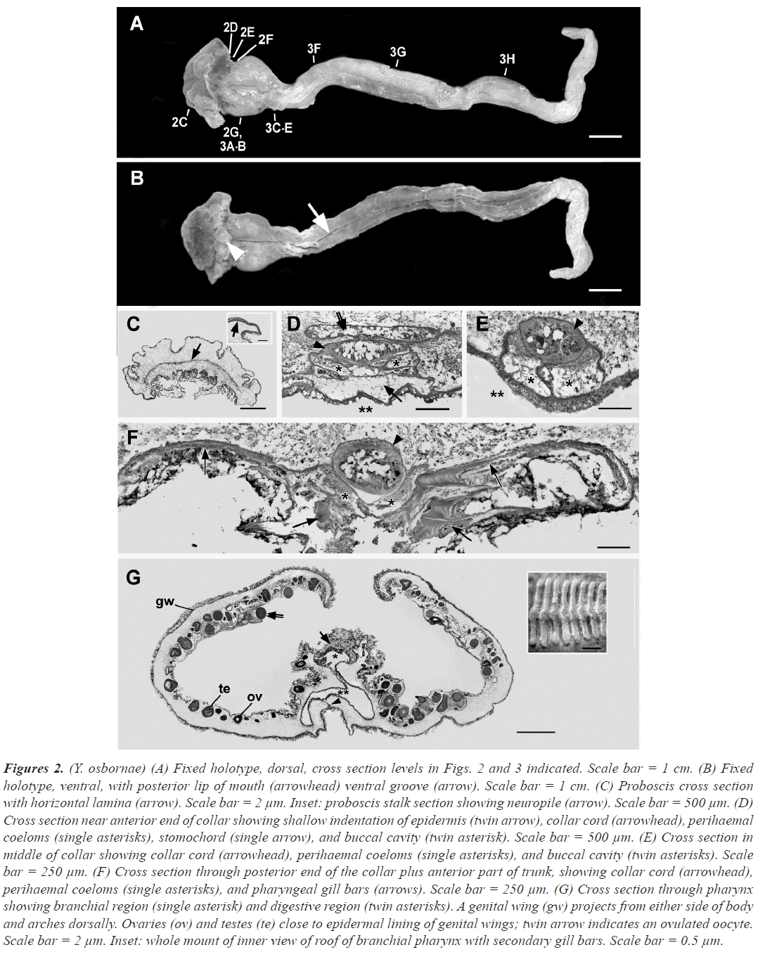 holotype