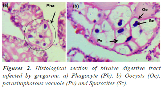 parasitophorous