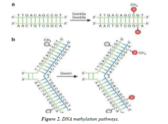 Asian-Biomedical-pathways