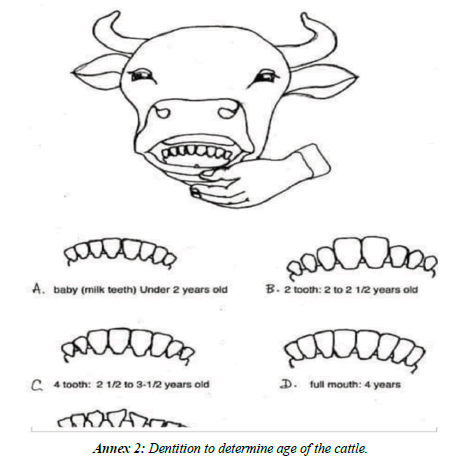 Bacteriol-Infection-Dentition