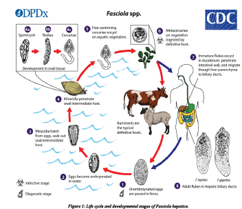 Bacteriol-Infection-hepatica