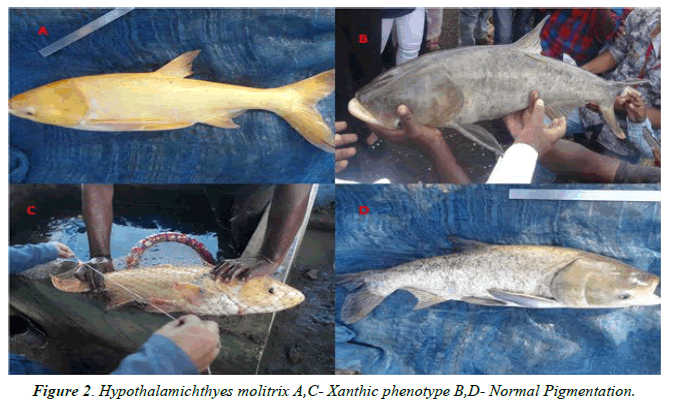Fisheries-Research-Pigmentation