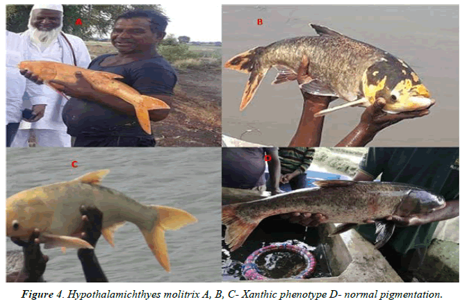 Fisheries-Research-phenotype