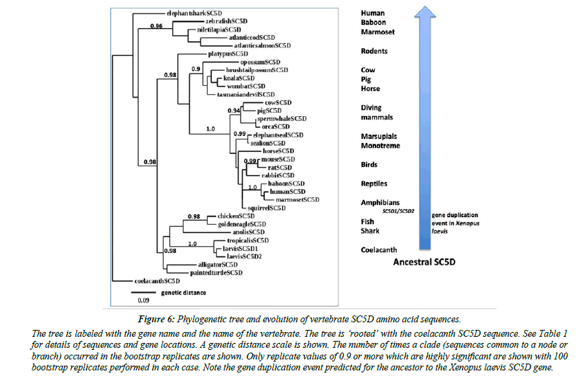 Genetics-Molecular-evolution