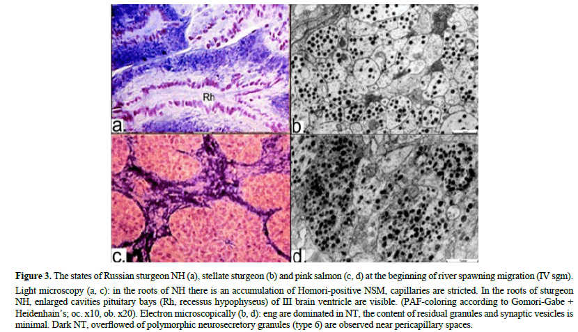 International-Pure-pericapillary