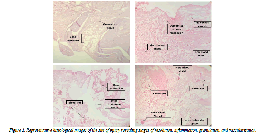 Oral-Medicine-histological-images