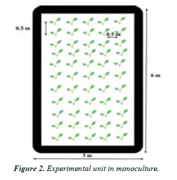 agricultural-science-monoculture