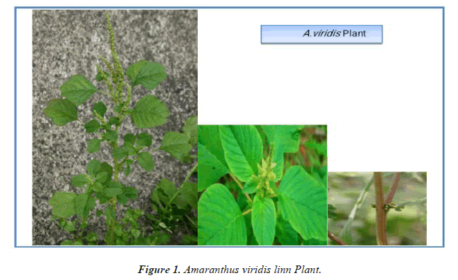 biochemistry-biotechnology-Plant