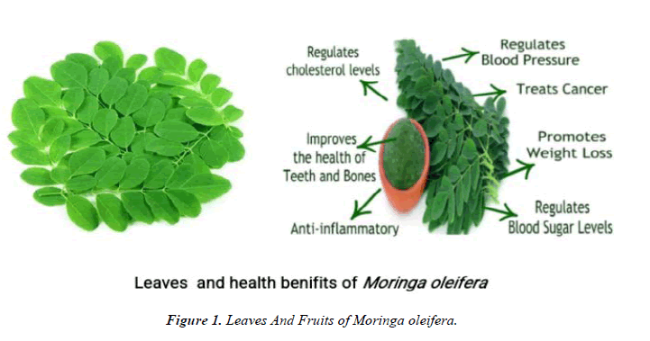 biochemistry-biotechnology-oleifera