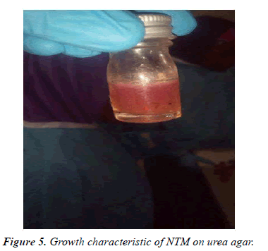 biochemistry-biotechnology-urea