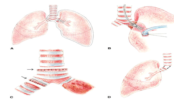 current-pediatrics-carinal