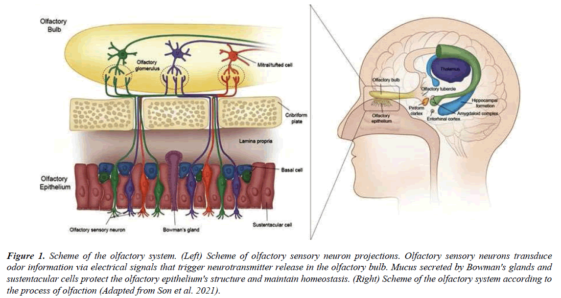 genetics-molecular-biology-neuron-projections