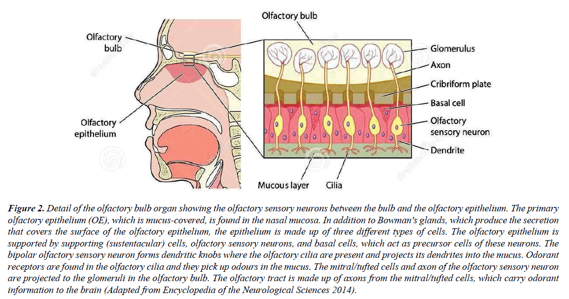 genetics-molecular-biology-neuron-projections