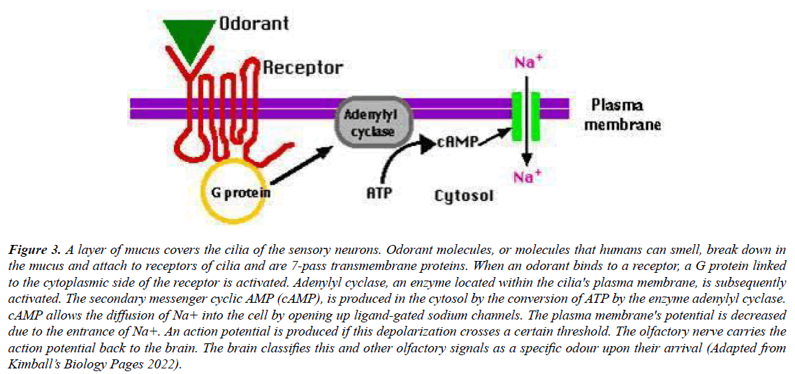 genetics-molecular-biology-neuron-projections