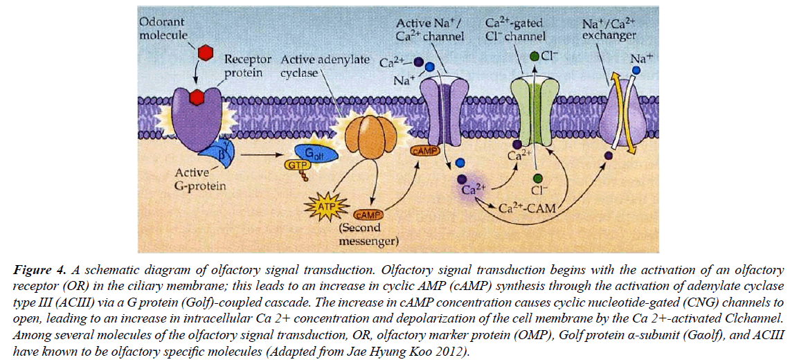 genetics-molecular-biology-neuron-projections