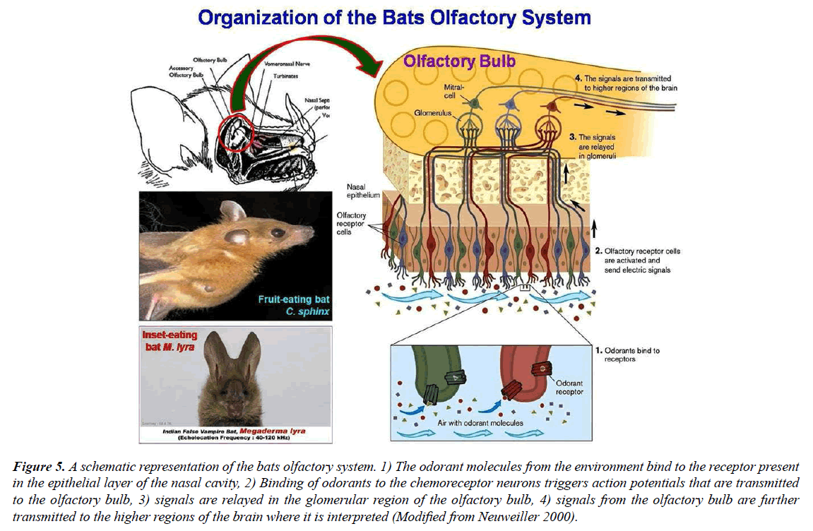 genetics-molecular-biology-neuron-projections