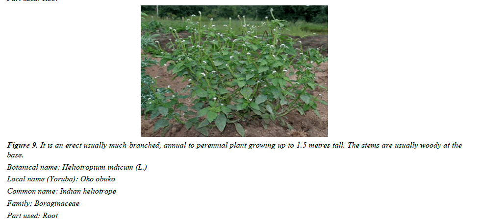 pharmaceutical-chemistry-Boraginaceae