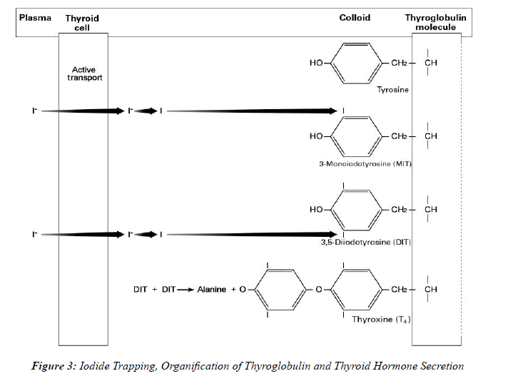 Anesthesiology-Clinical-Hormone