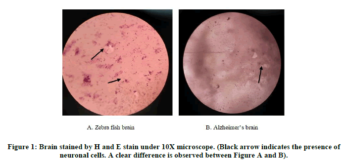 Chemical-Pharmaceutical-Brain