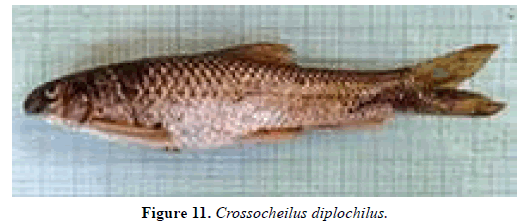 International-Pure-diplochilus