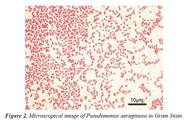 archives-of-general-internal-medicine-pseudomonas-aeruginosa