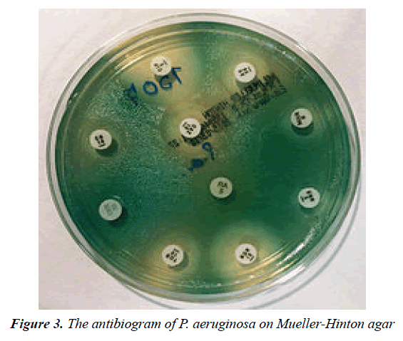 archives-of-general-internal-medicine-pseudomonas-aeruginosa