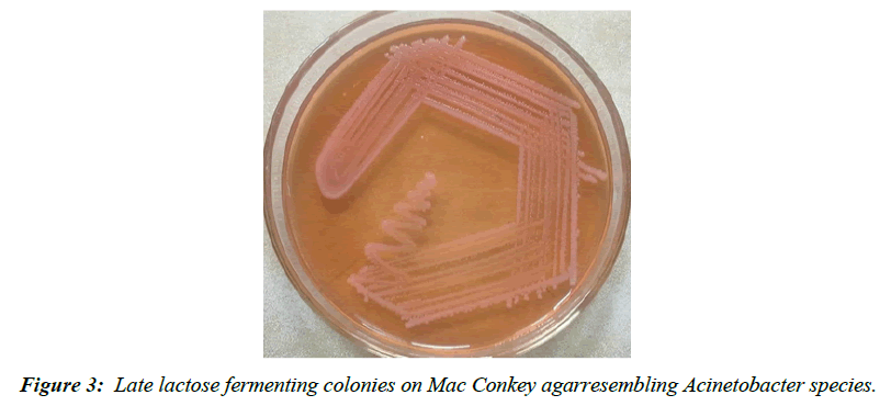 asian-biomedical-mucoid-lactose-fermenting