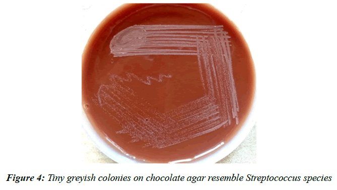 asian-biomedical-mucoid-lactose-fermenting