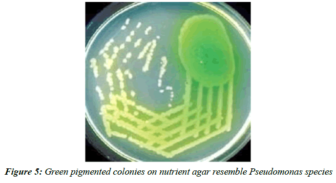 asian-biomedical-mucoid-lactose-fermenting