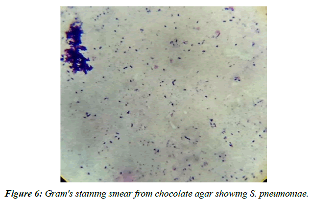 asian-biomedical-mucoid-lactose-fermenting