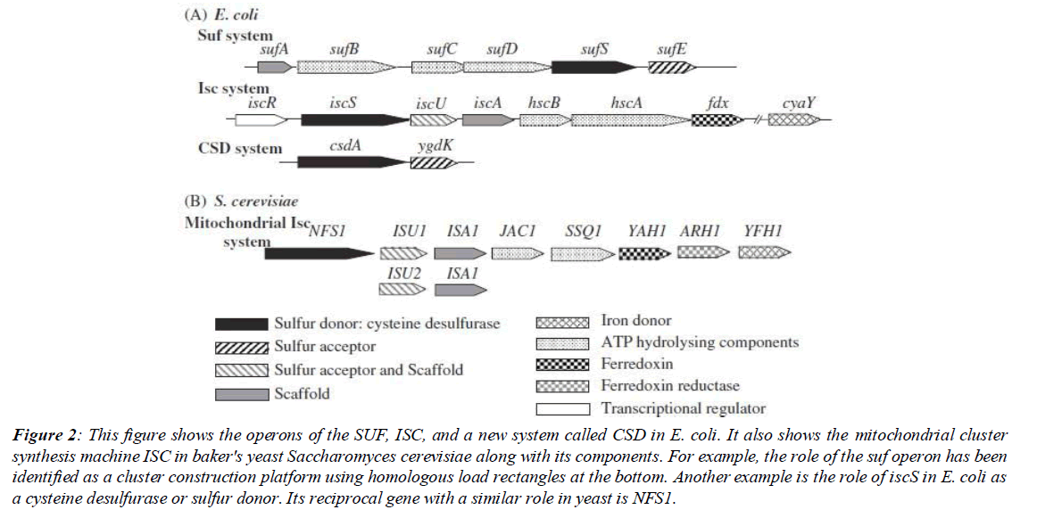 asian-biomedical-mucoid-lactose-polypeptide-chain