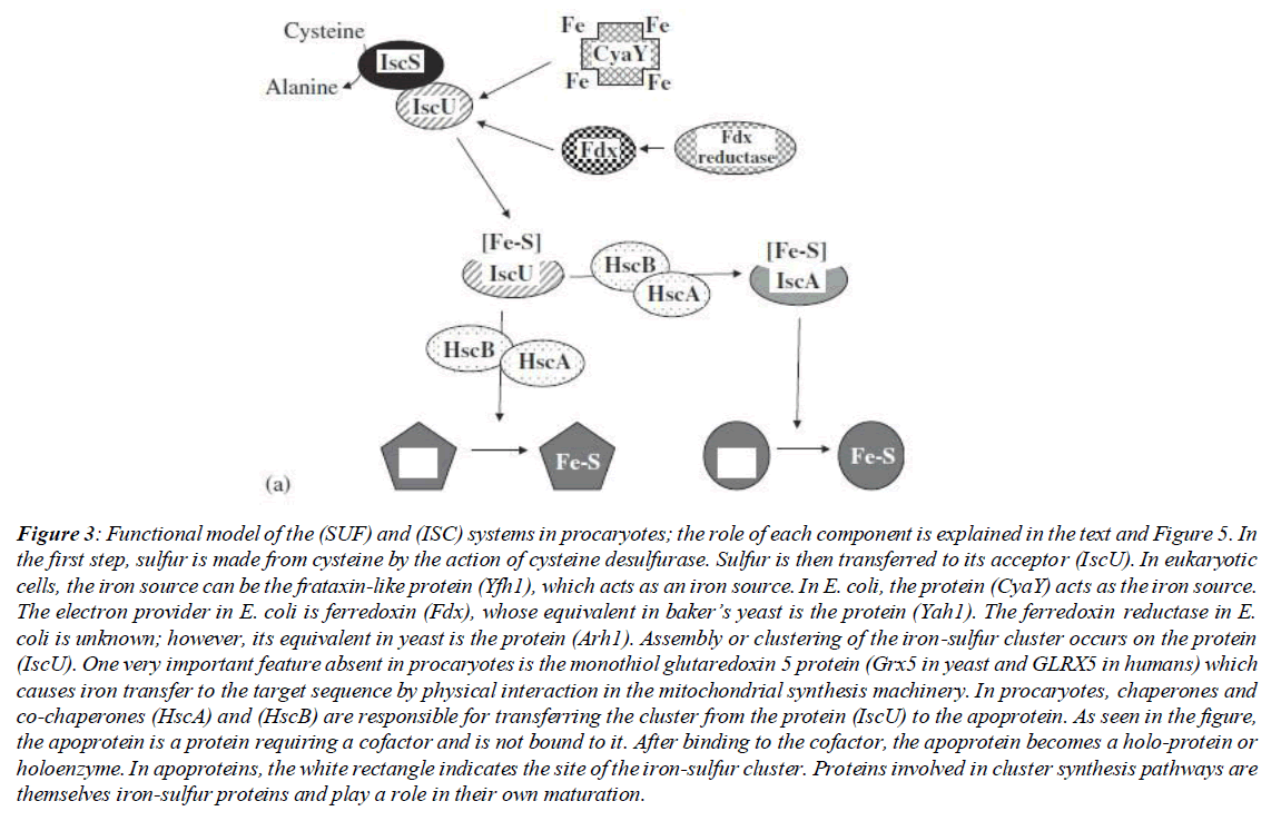 asian-biomedical-mucoid-lactose-polypeptide-chain