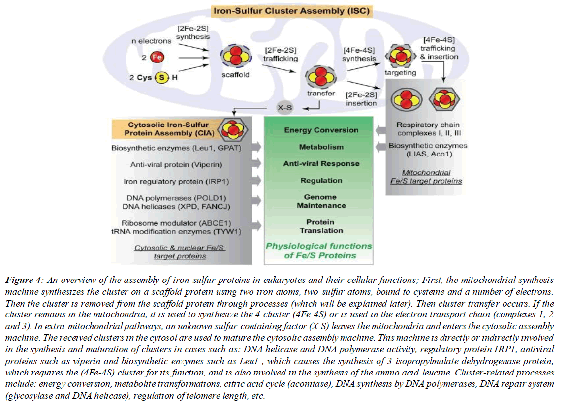 asian-biomedical-mucoid-lactose-polypeptide-chain