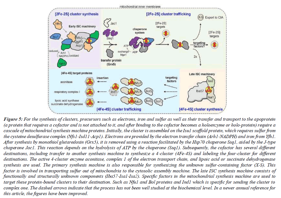 asian-biomedical-mucoid-lactose-polypeptide-chain