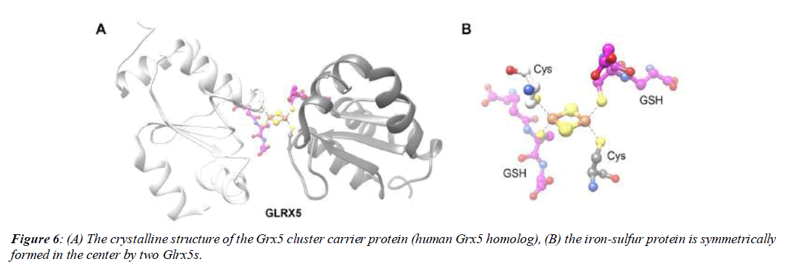 asian-biomedical-mucoid-lactose-polypeptide-chain