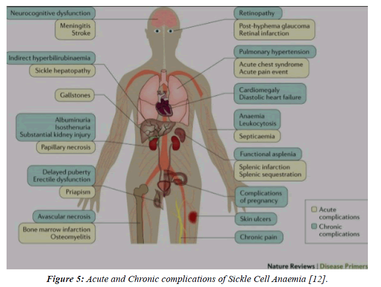 biochemistry-biotechnology-blood-cells